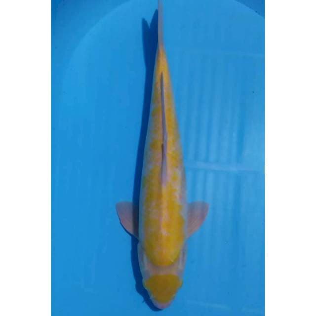 maruten karashi koyo MM 46 cm