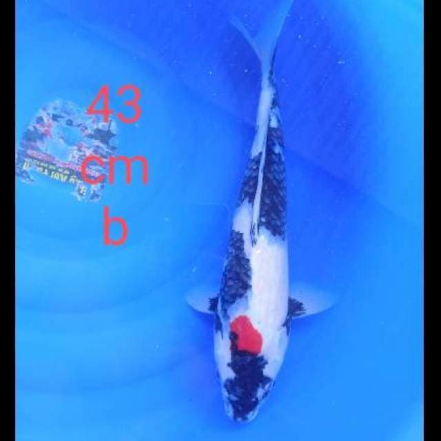 Sowa bahan motogoro 43cm