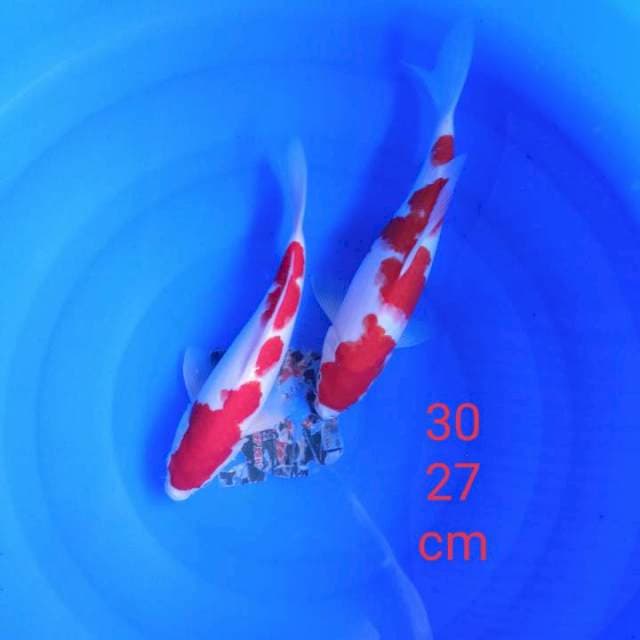 Kohaku strong 27,30 cm