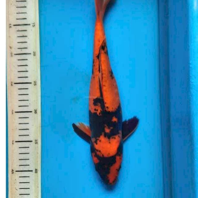 Utsuri 34cm 