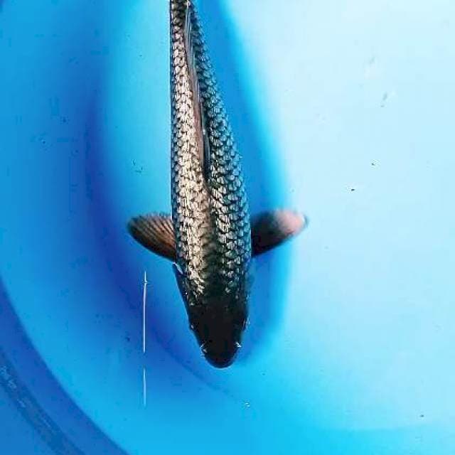 Black diamond male 30 cm