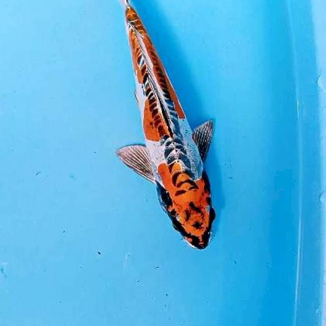 Benikiko male 30 cm