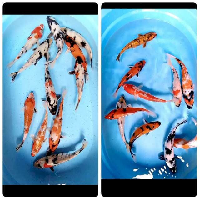 22 ekor 25-32 cm