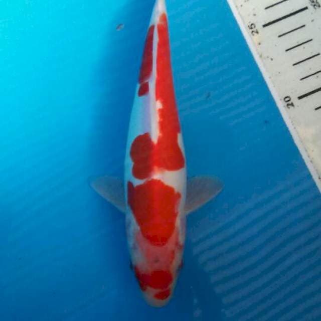 kohaku doit su merah setrong