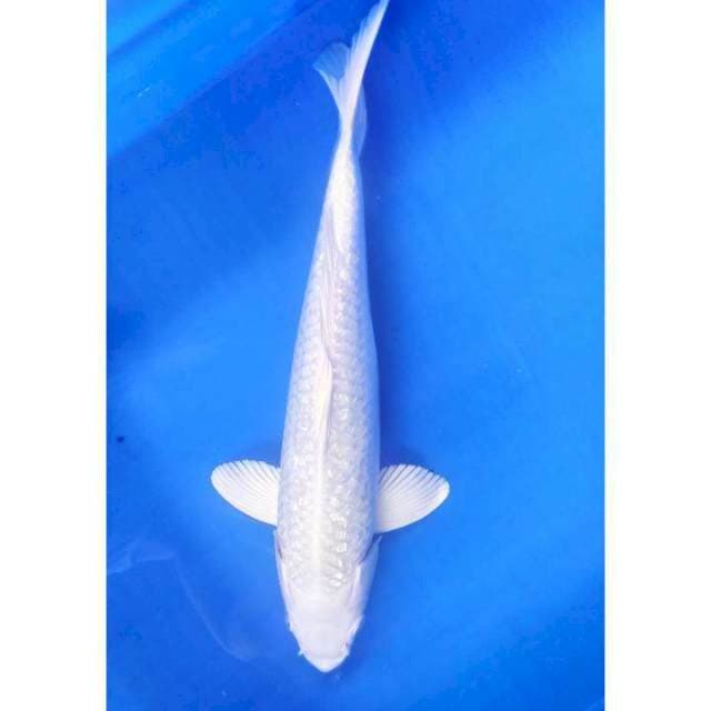 Platinum ginrin 33 cm 