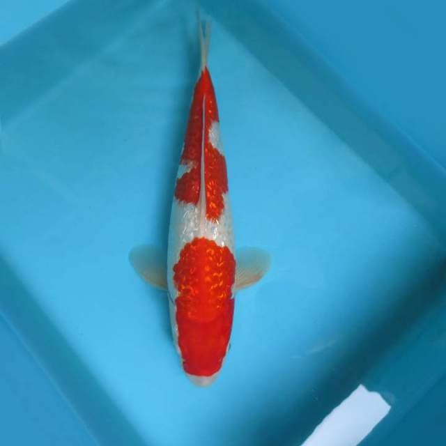 MATSURI 15 ~ KOHAKU GIN RIN,-