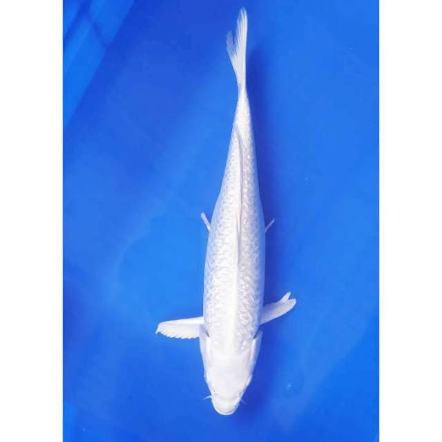Platinum ginrin 33 cm