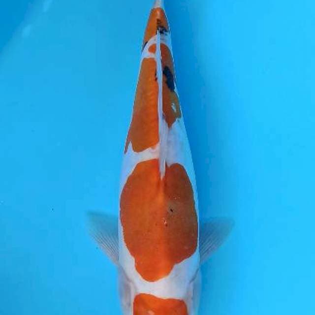 Maruten doitsu sanke ayu 29+cm