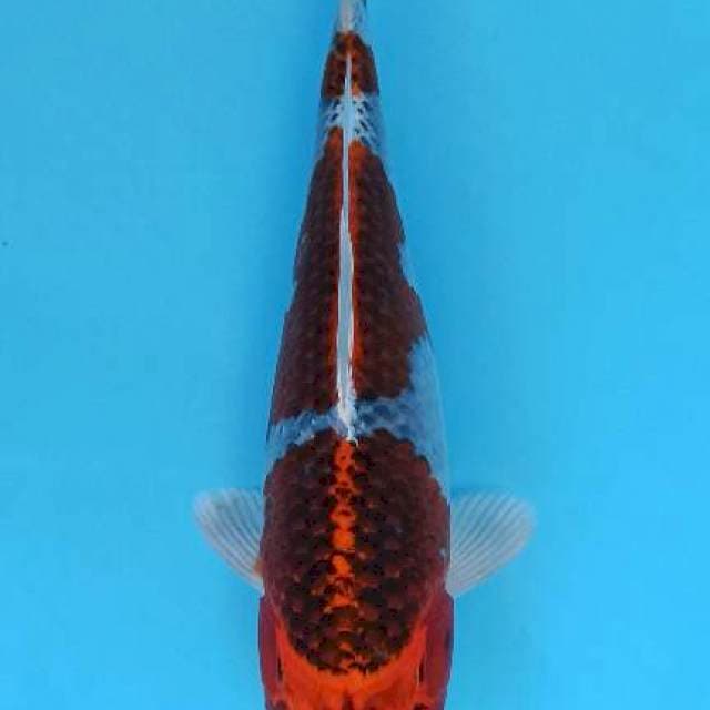 Black kujaku sandan pattern 30bu