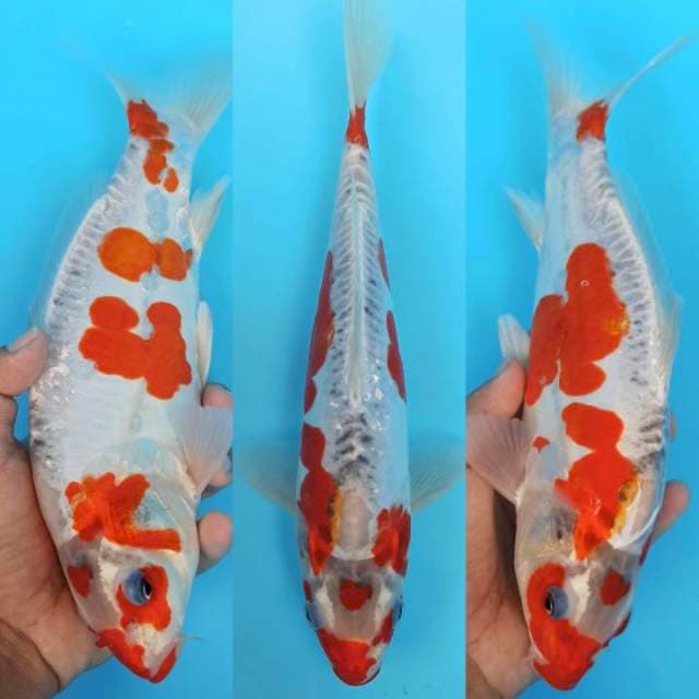 Goshui - goshiki sushui antik 28cm