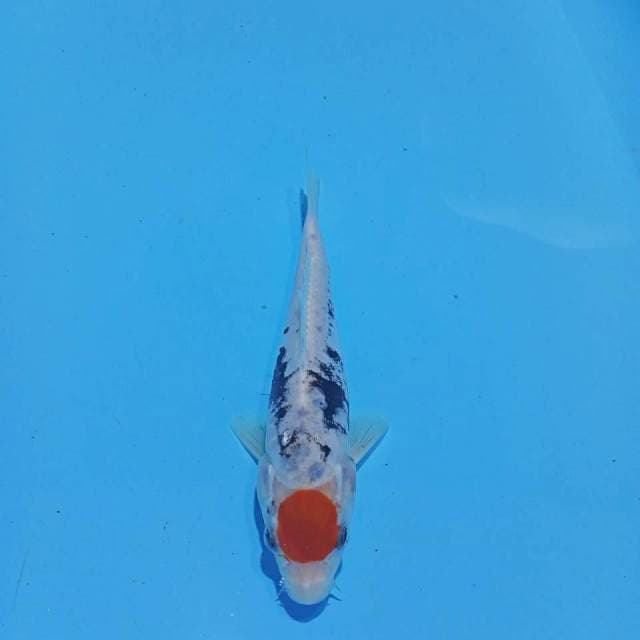 TANCHO BENI KUMON 19CM