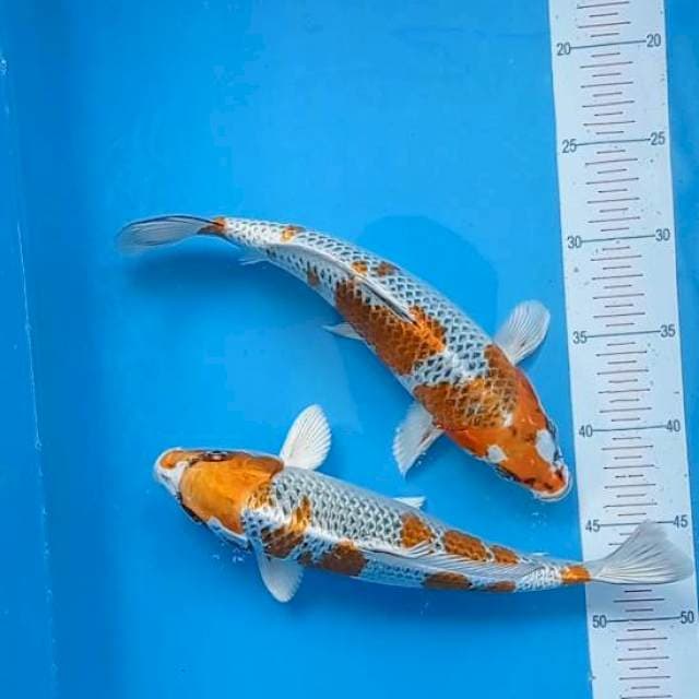 Kujaku 27-28Cm