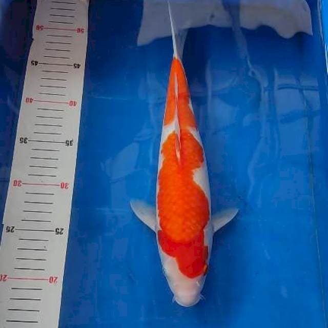 Kohaku inazuma 35cm Male