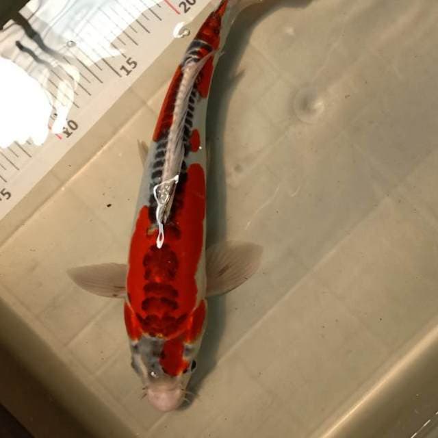 kujaku doitsu 30cm bu
