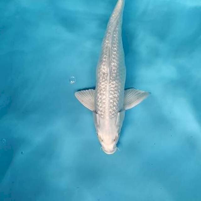 Platinum gindrin male