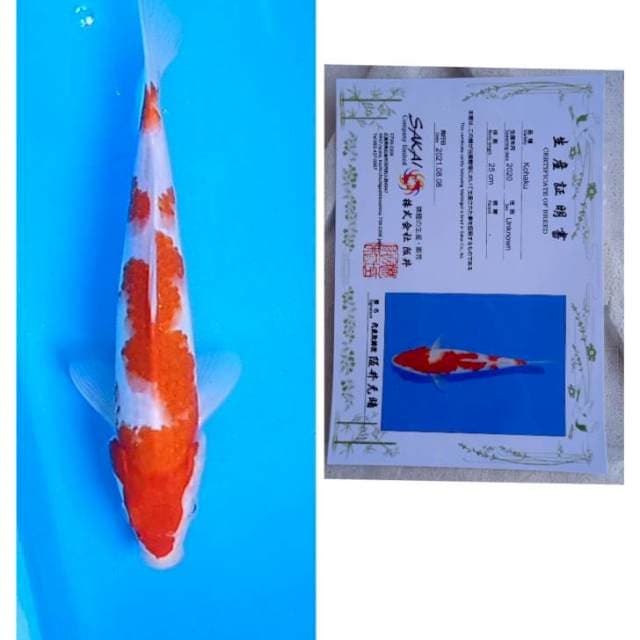 Kohaku Sakai Ltd