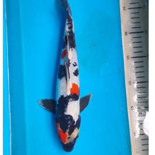 Kindai showa 32cm