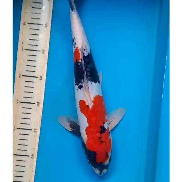 Showa doit 37cm