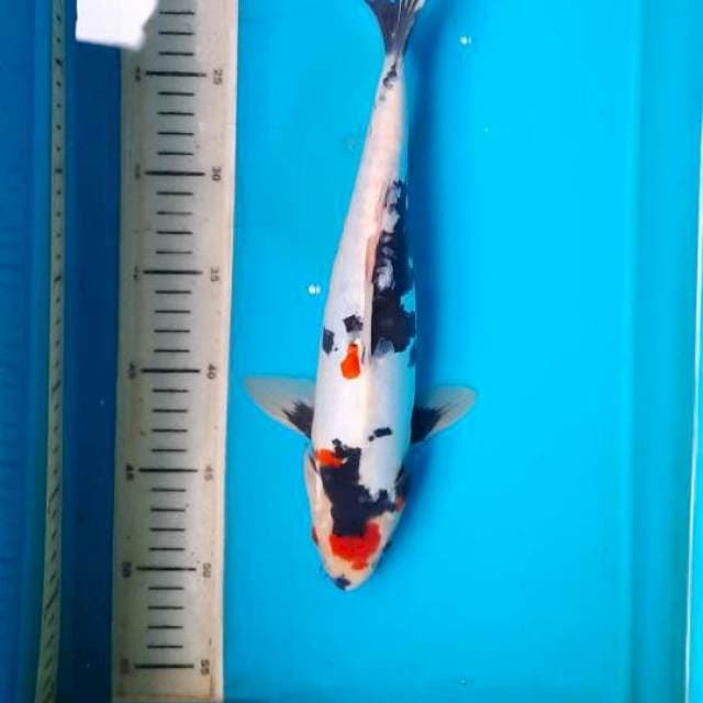 Doit 32cm 