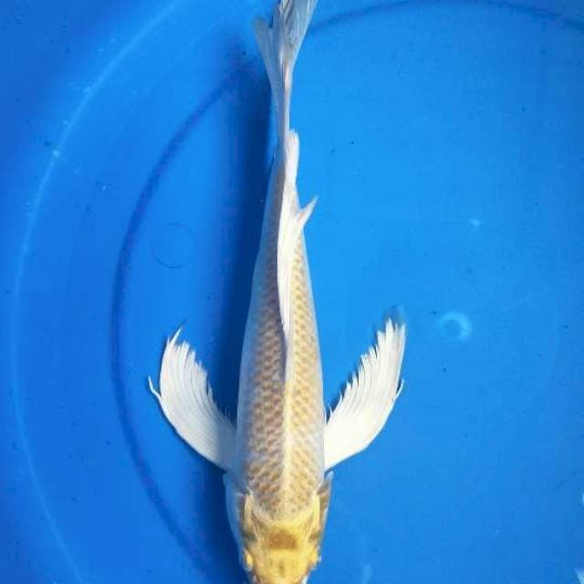 KUMPAY HARIWAKE 34 CM