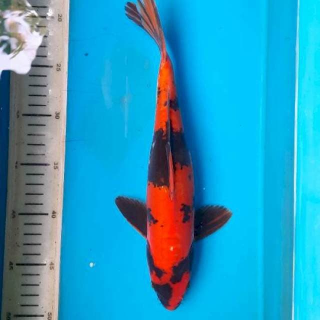 Utsuri doits 32cm 