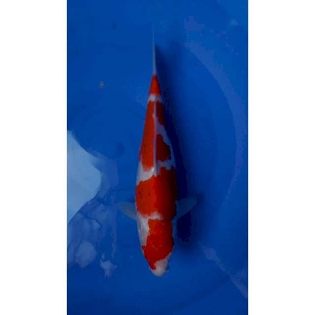 HQ Kohaku Strong 26cm (F)