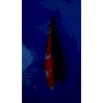 HQ Kohaku Strong 26cm (F)