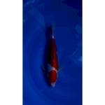 Maruten Kohaku Doitsu Original 29cm (M)
