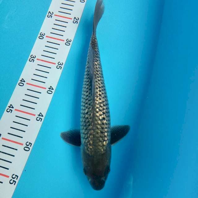 black diamond soragoi ginrin 31cm