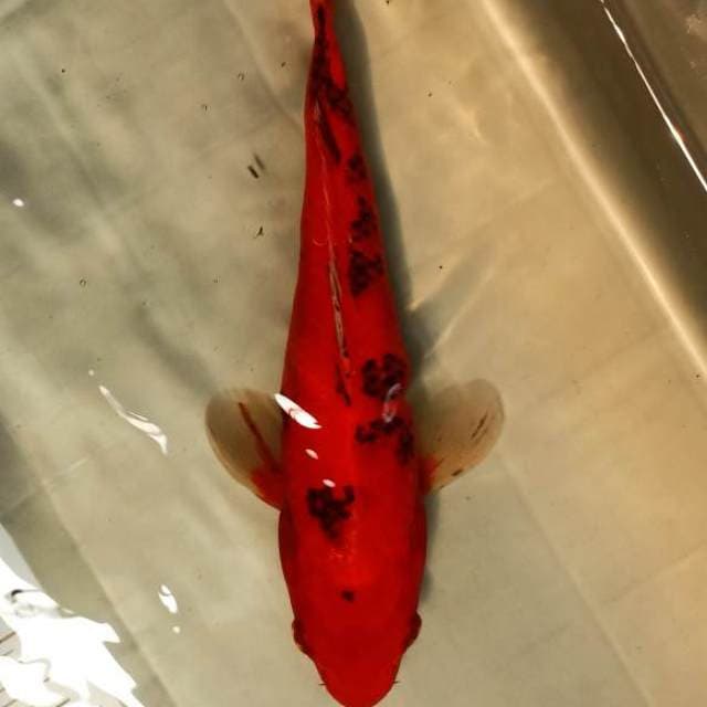 aka bekko 28cm
