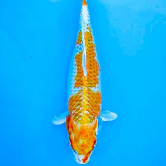 Kujaku F30cm
