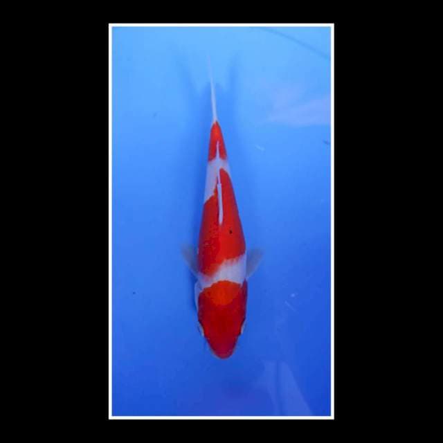 Kohaku M 25cm