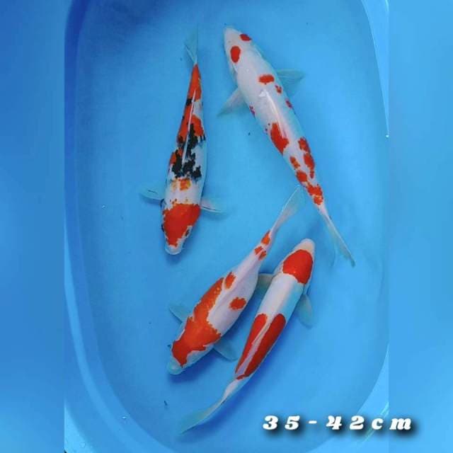 Kohaku sanke jumbo 35-42cm 