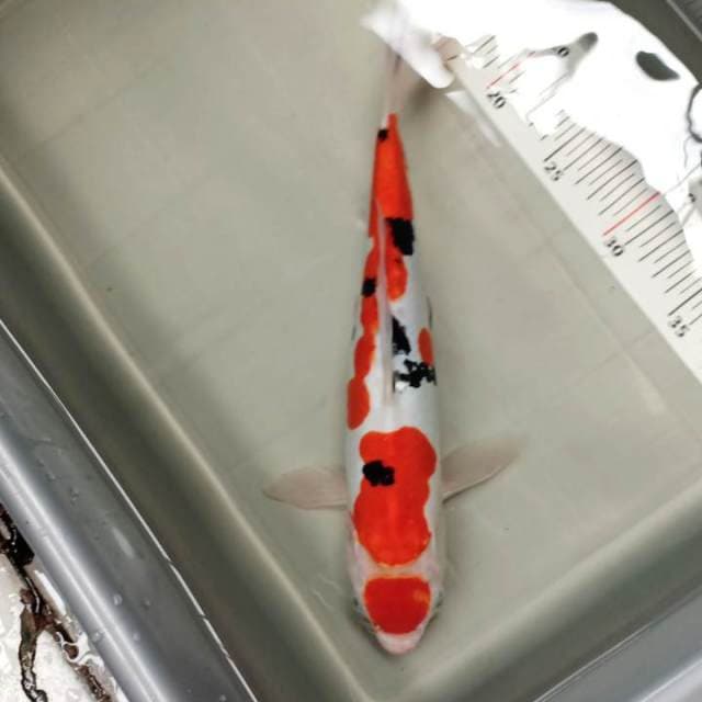 maruten sanke 35 cm..