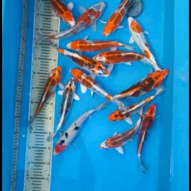 Paket 15ekor 25-28cm