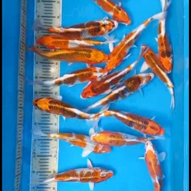 Paket 20ekor 25-28cm