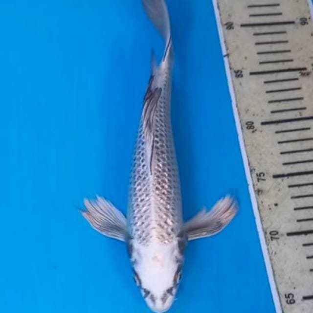 Kumpai Ginrin Mukasi 28cm