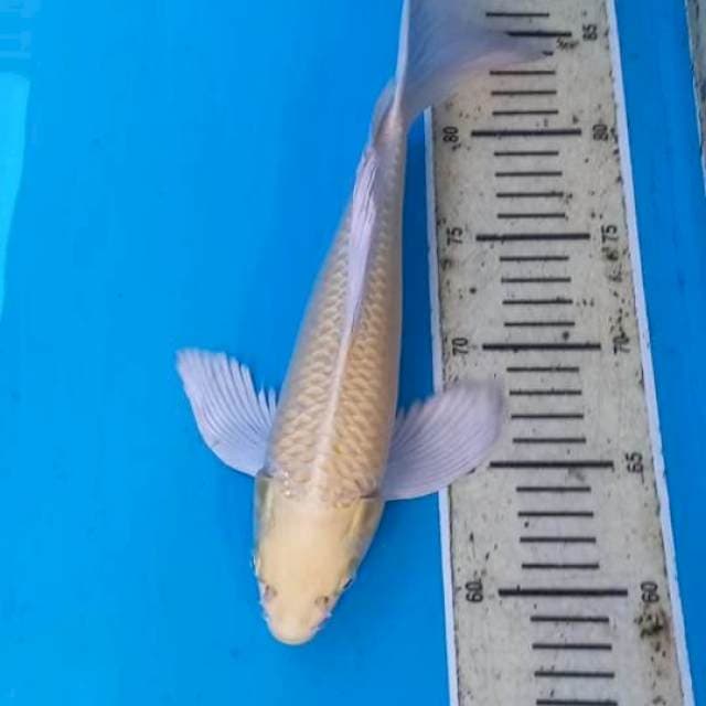 Kumpai Ogon 30cm