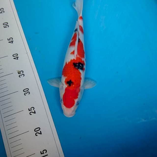 SANKE 33 cm