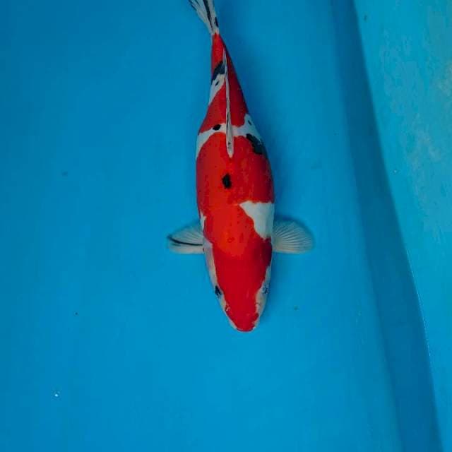 DOITSU 34 cm