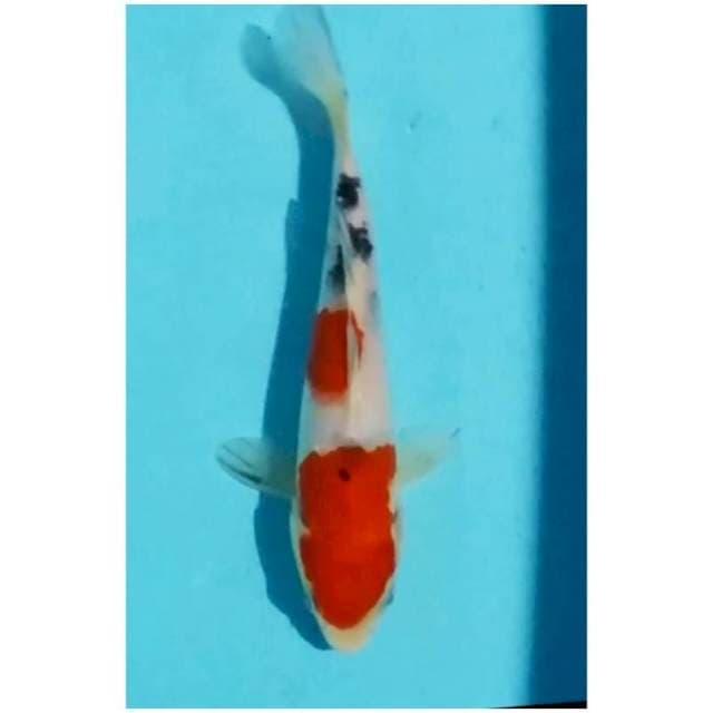 ~sanke 18cm~