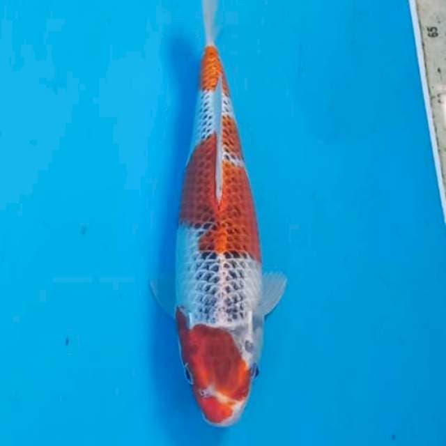 Goshiki 28cm