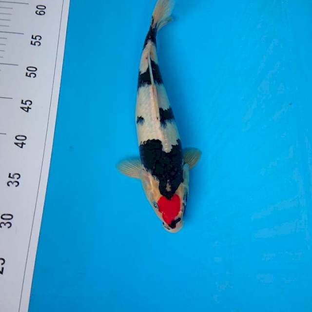 TANCHO SHOWA 32 cm