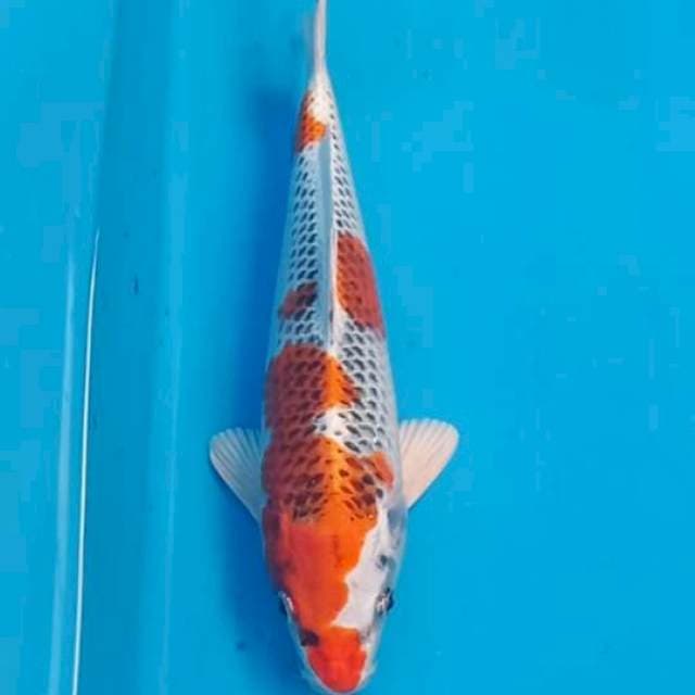 Kujaku 28cm