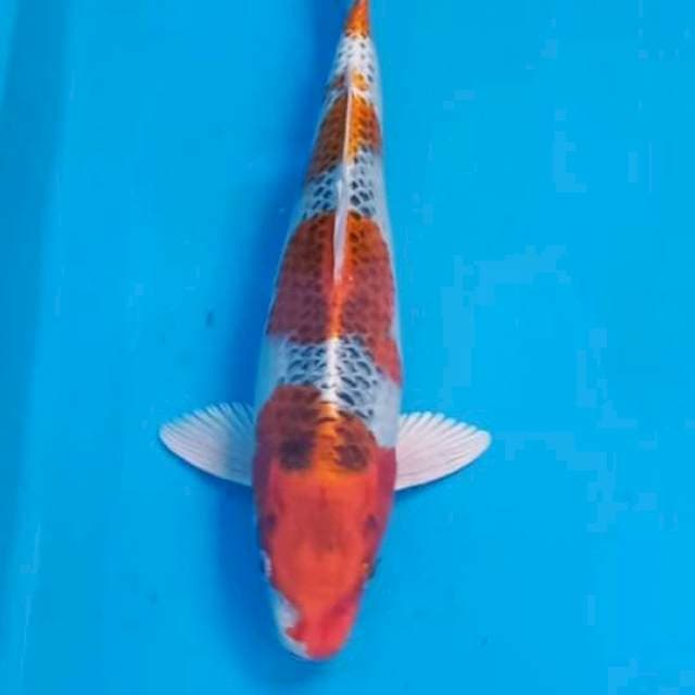 Goshiki 31cm