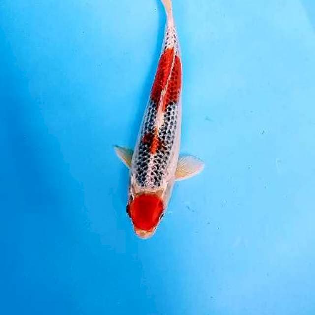 Maruten goshiki Ml 30 cm
