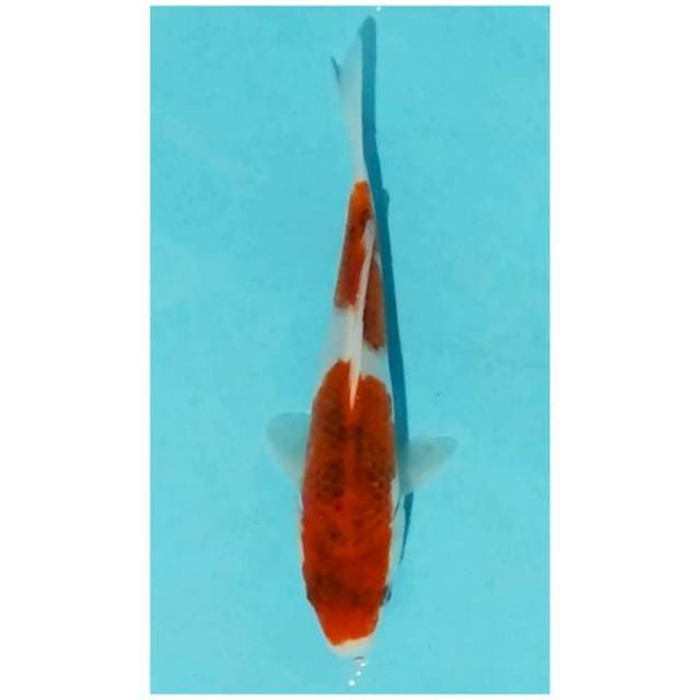 ~koromo 23cm~