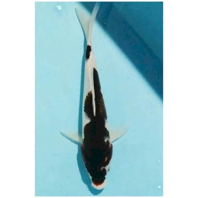 ~budho goromo 24cm~
