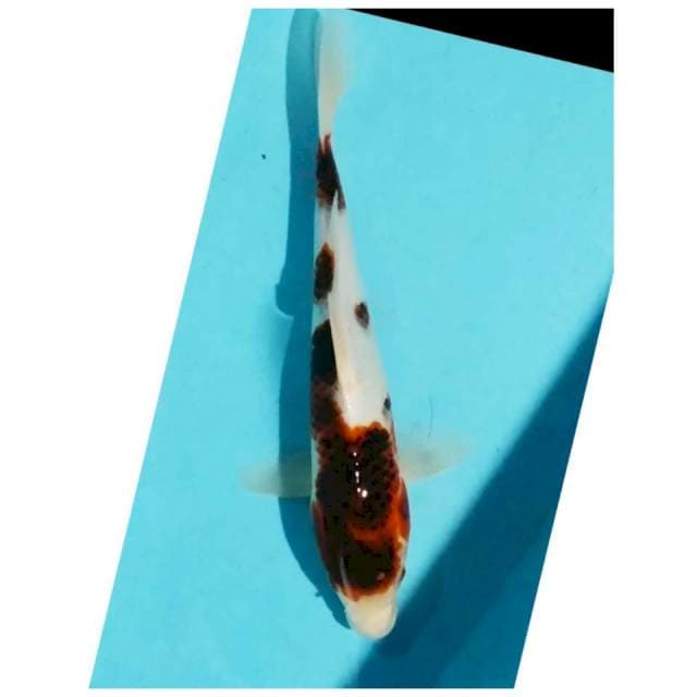 ~budho goromo 26cm~