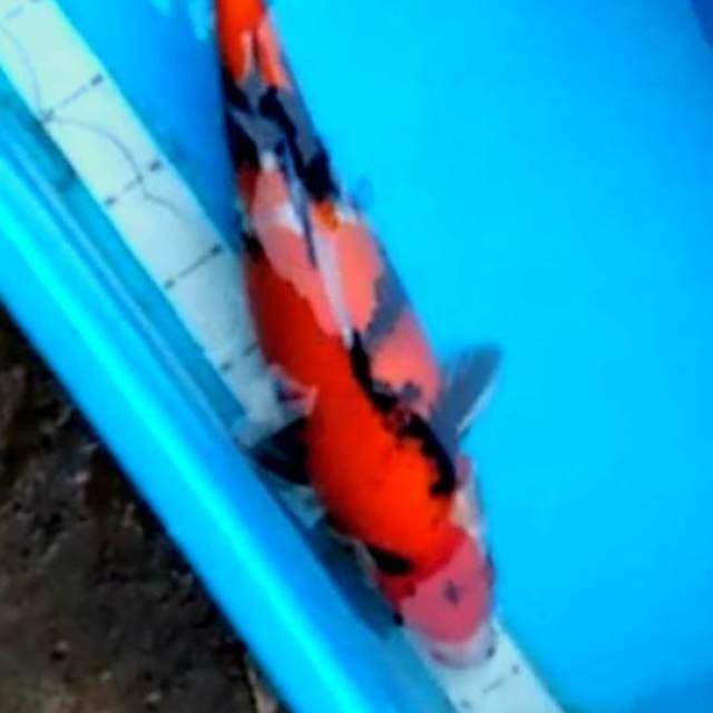 Showa muanteeb 44cm